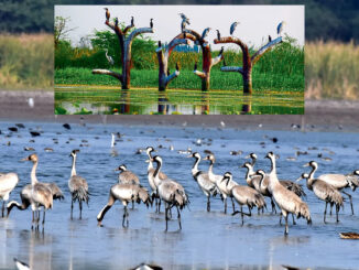 Migratory birds at Nandur Madhmeshwar Bird Sanctuary in Nashik during winter season
