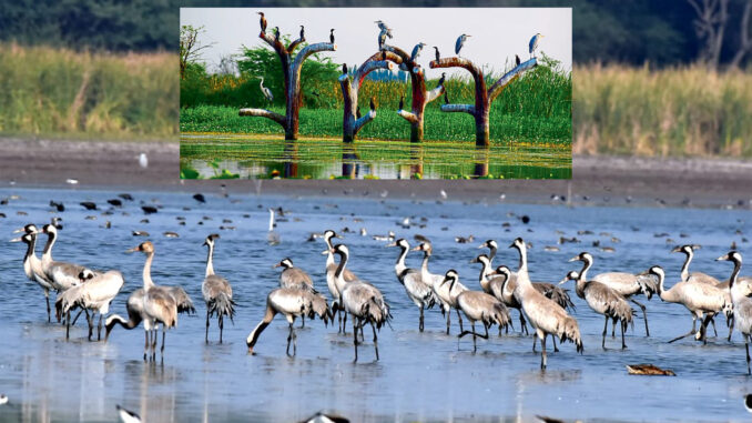 Migratory birds at Nandur Madhmeshwar Bird Sanctuary in Nashik during winter season