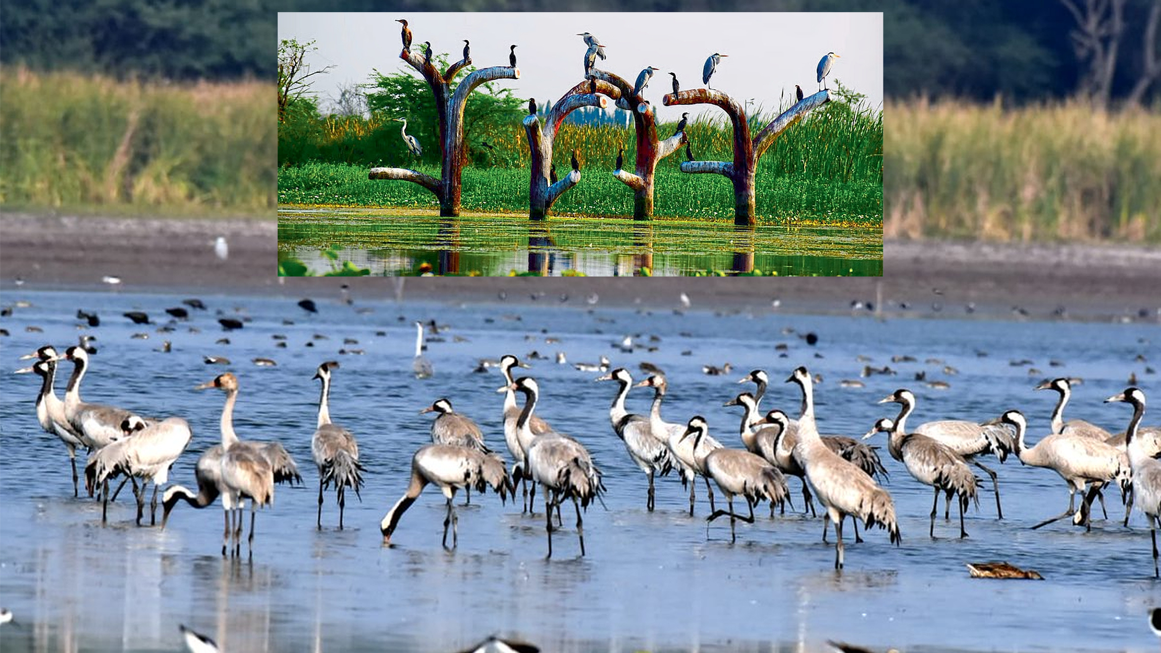 नांदूरमध्यमेश्वर अभयारण्यात स्थलांतरित पक्ष्यांची गर्दी वाढली : ४८ हजार पक्ष्यांचा मुक्काम